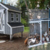 Hen House Plans – Build a Hen Coop Myself With a Hen House Plan?