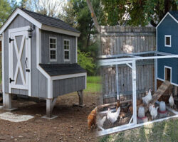 Hen House Plans – Build a Hen Coop Myself With a Hen House Plan?